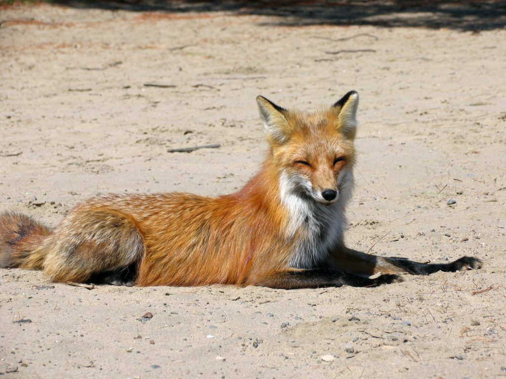 Happy red fox to represent Firefox