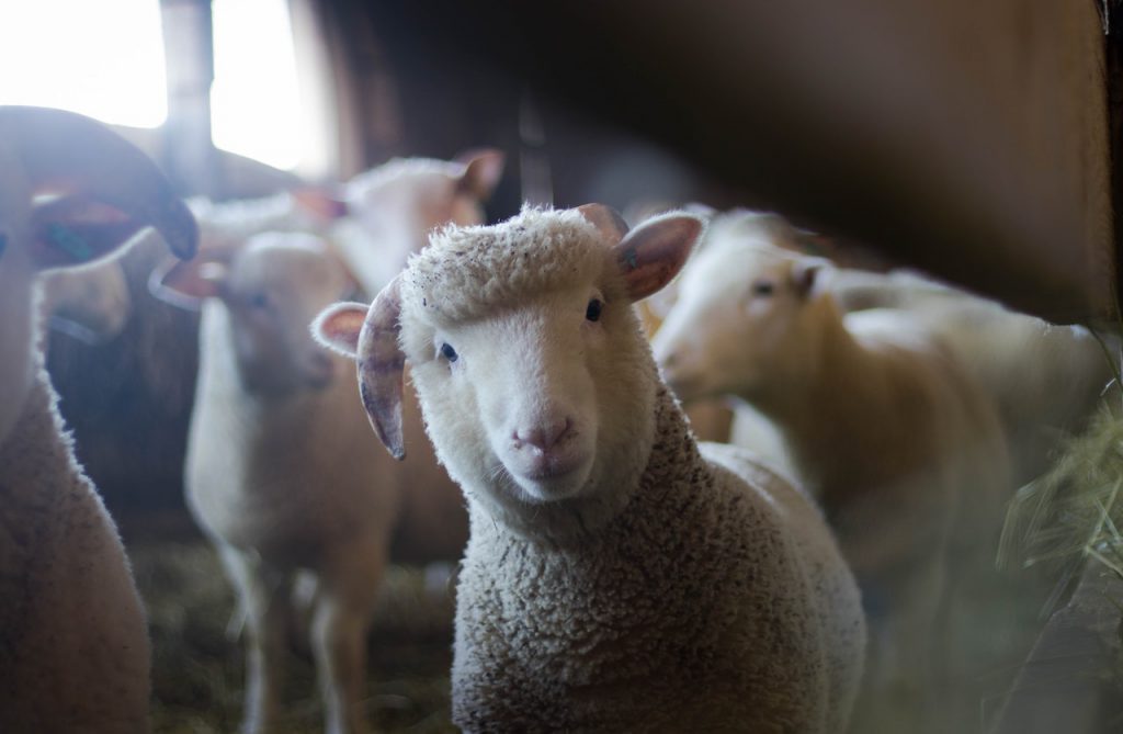 An image of a lamb looking at the camera in a barn while other sheep and goat are behind it, out of focus. 